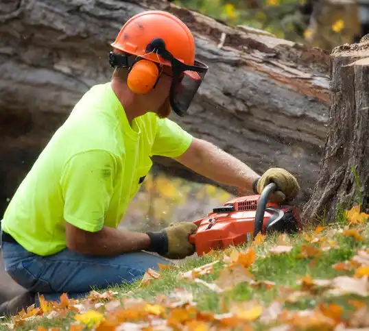 tree services Westmere